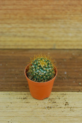 Cactus on wooden background