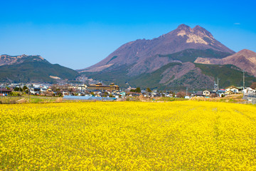 由布岳と菜の花