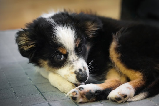Dog, Miniature Australian Shepherd