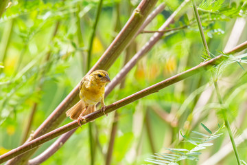 Asian golden weaver