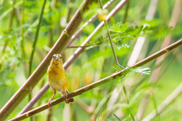 Asian golden weaver