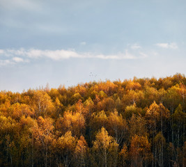 Autumn forest scenery