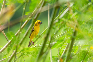 Asian golden weaver