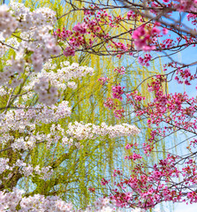 満開の桜 春のイメージ