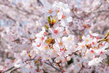 Fototapeta premium 満開の桜