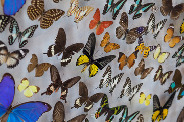Butterfly is attached to several walls.