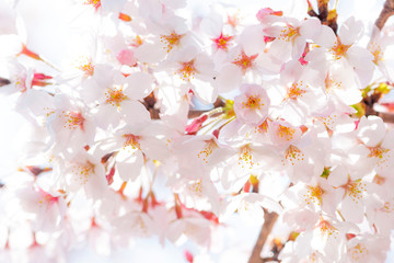 満開の桜