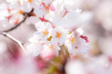 満開の桜