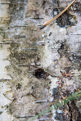 Birch bark texture