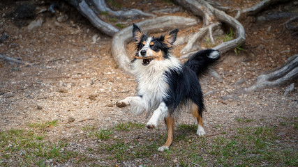 Dog, Miniature Australian Shepherd