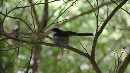 Malaysian Pied Fantail, Bird at nest