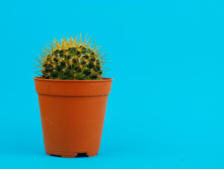 Cactus on blue background
