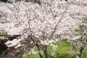 安芸ダム公園の桜