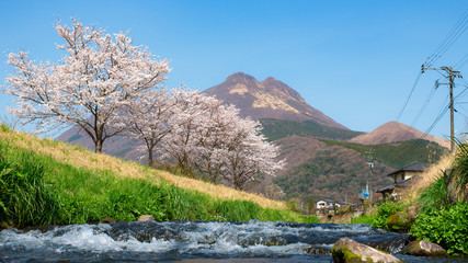 由布岳と桜