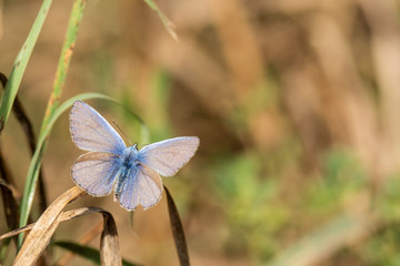 Insectes du Marais de Montfort - Isère.