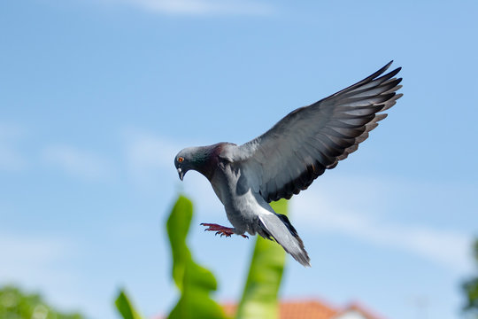 homing pigeon bird hovering before landing to home loft
