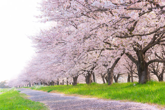 桜並木 の画像 117 146 件の Stock 写真 ベクターおよびビデオ Adobe Stock