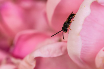 Insectes du Marais de Montfort - Isère.