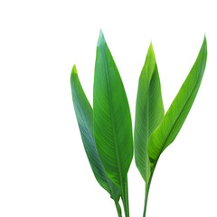 Green Leaves of Canna Lily Plant Isolated on White Background