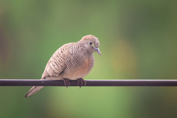 A bird on the wires.