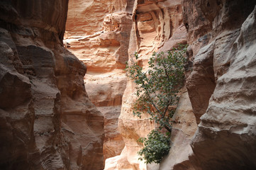 The Siq It is the ancient main entrance leading to the city of Petra, starts at the Dam and ends at the opposite side of the vault