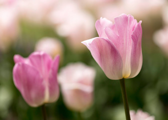 Delicate Tulips