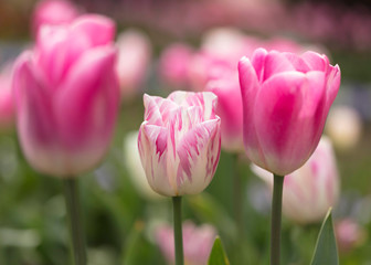Obraz na płótnie Canvas Garden of Tulips