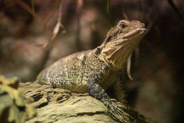 Lizard on a log