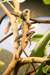 Legend In A Tree