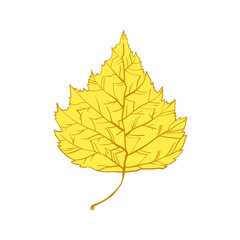 Autumn leaves of a birch tree. Modern plants.