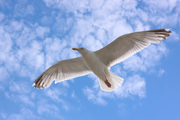 Möwe schwebt in der Meeresbrise vor wolkigem Himmel