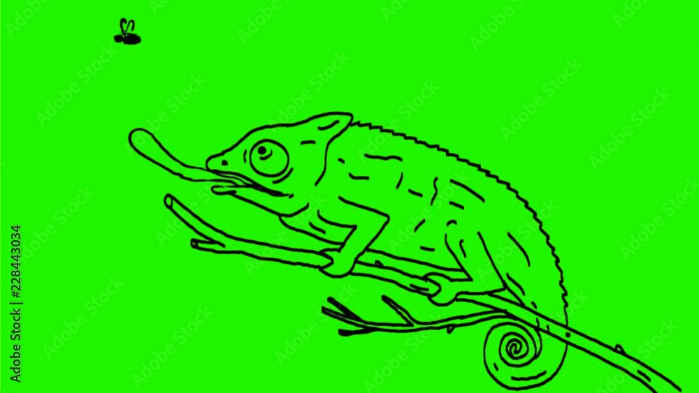 Poster 2d animation motion graphics showing a drawing of a chameleon on a twig or branch catching a flying 