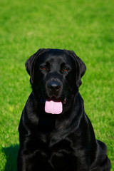 Dog breed Labrador