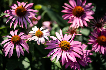 Fototapeta premium flowers in garden