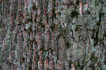 tree bark texture