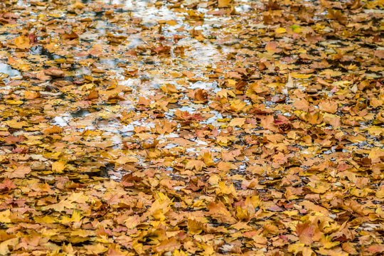 liście pływające na wodzie