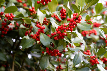 Obraz premium red berries of viburnum on a branch