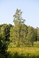 Fototapeta premium Bäume