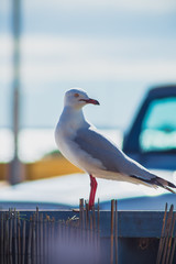Seagull standing on fence