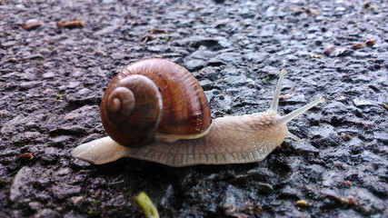 snail close up