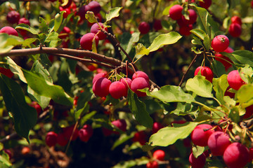 The image of red small apples. The concept of nature conservation. Cropped shot, isolated, close-up, blurred, vertical