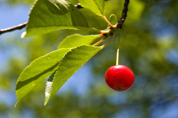 cherry