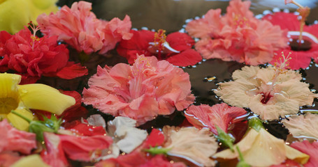Obraz na płótnie Canvas Hibiscus flower for decoration in okinawa resort