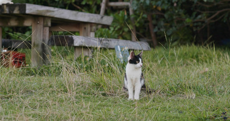 Street cat in the park