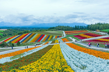 Biei, Hokkaido, Japan - September 27, 2018: shikisai-no-oka Farm is one of the many farms in the hokkaido beautiful flowers farm colorful hill at Biei, Hokkaido, Japan