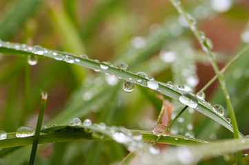 Water drops on the grass