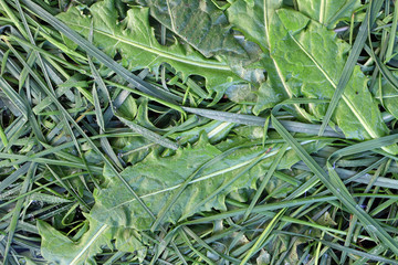 Bedew stalks and leaves of grass