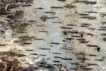 Pattern of the birch bark