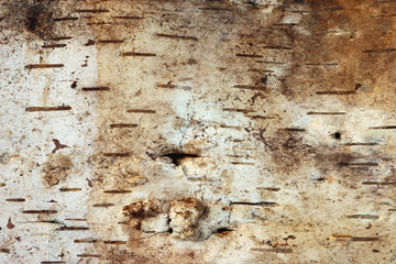 Strip of birch bark