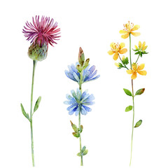 Watercolor set of wildflowers. Thistle, Hypericum, and Chicory on white background